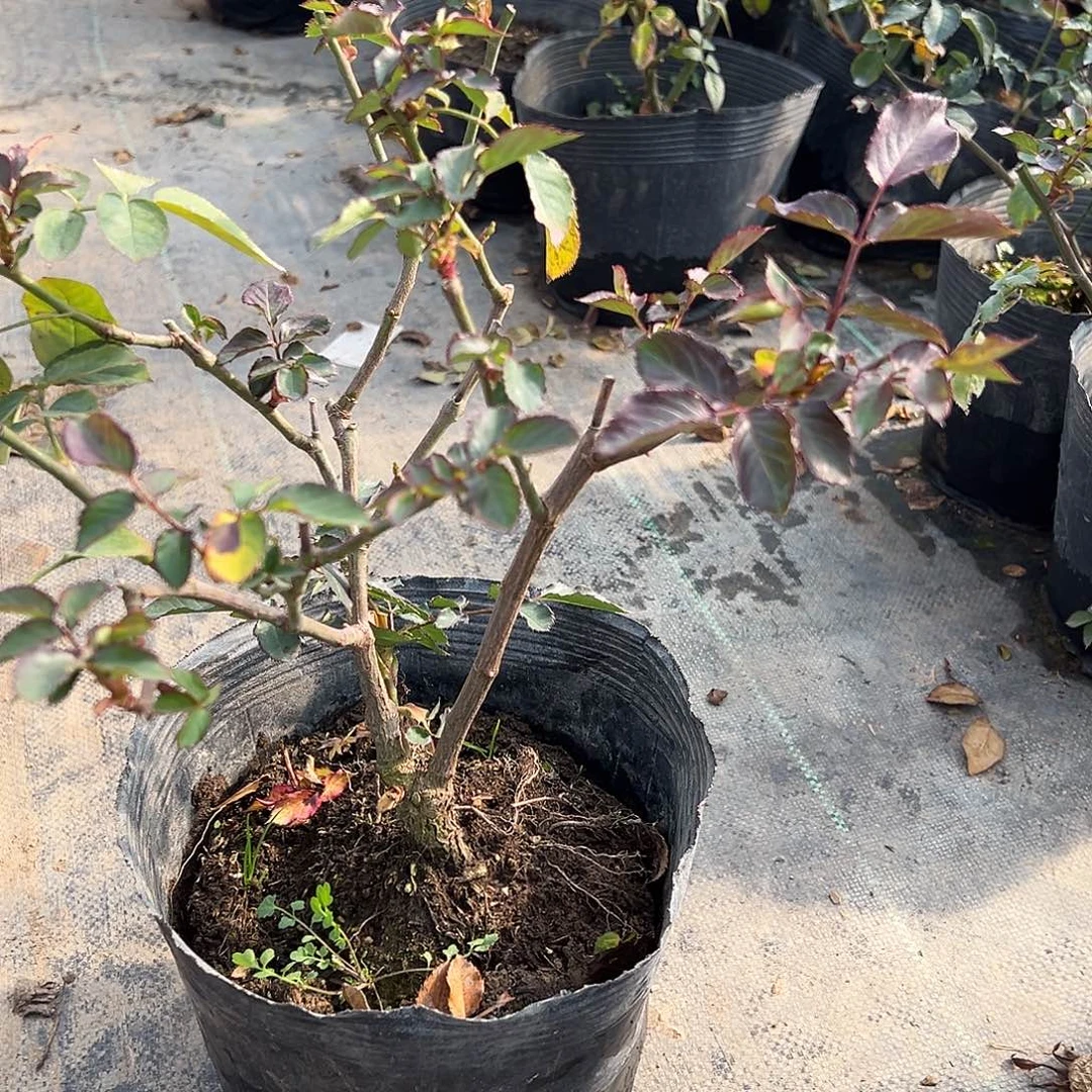 当前无花栽培后可以开花