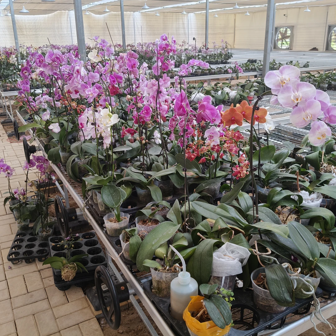 带花花后苗3颗 随机发无售后 蝴蝶兰基地直发