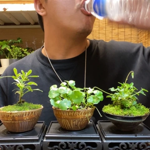 红陶一物一拍所见即所得155