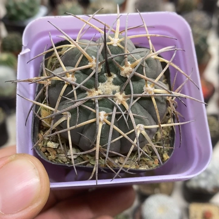 实生天平特价福利