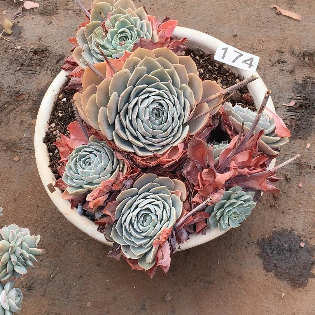 174天赐 一物一拍多肉