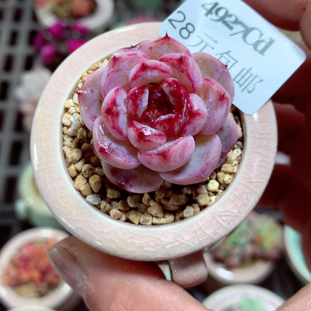 5厘米盆精控多肉4927