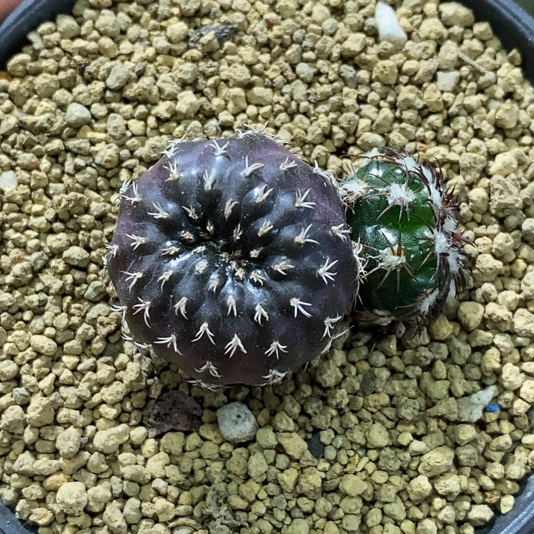 孤品实生特选株紫皮圆盘玉缀化特价福利