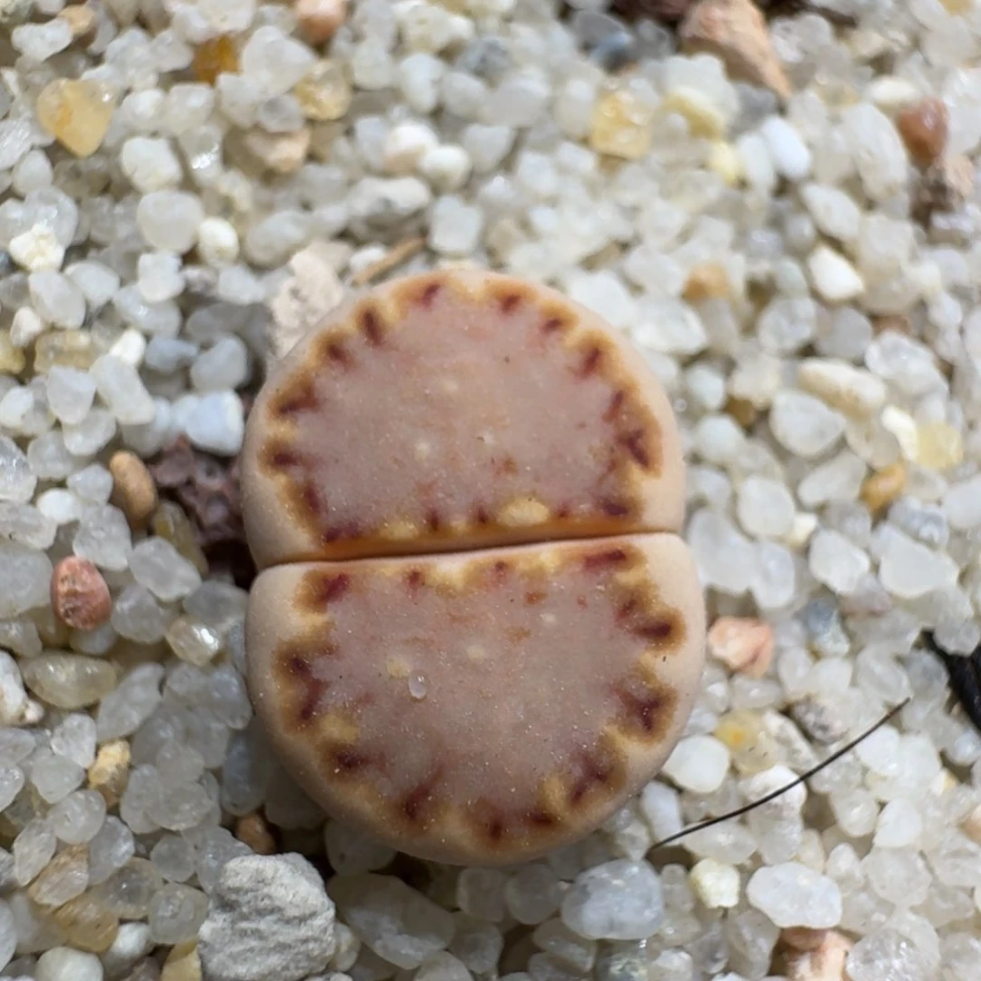 柠*汁0529-56饼干编号k