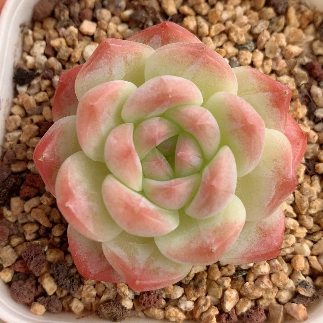 33美心58包邮  群生不包整 