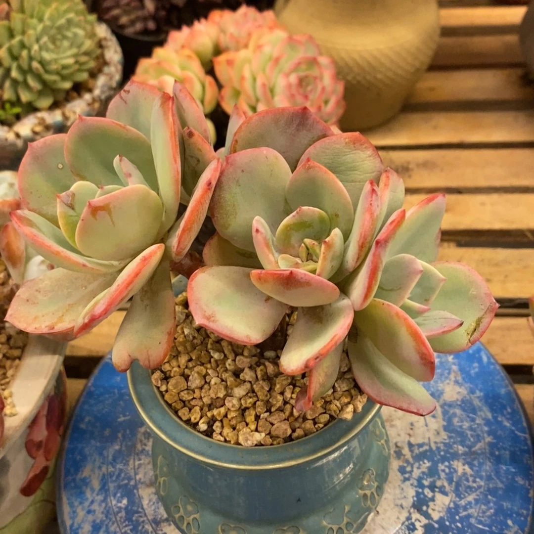 橙***ᐝ多肉植物肉肉植物