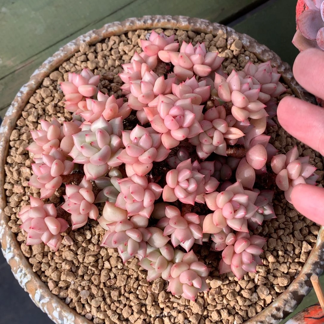 带盆发物流亲哦哦