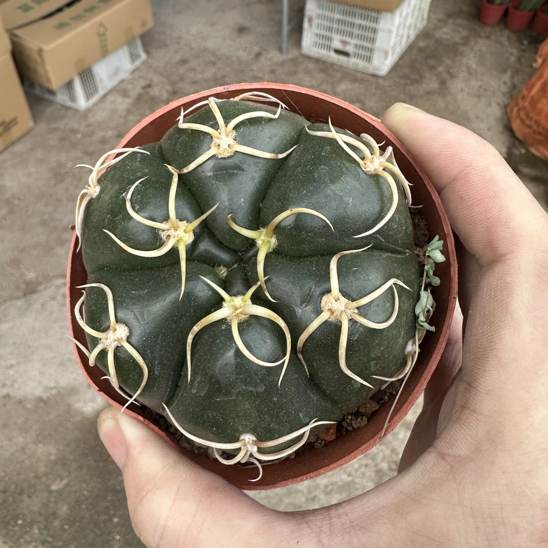 仙人球直播综合链接美花海王