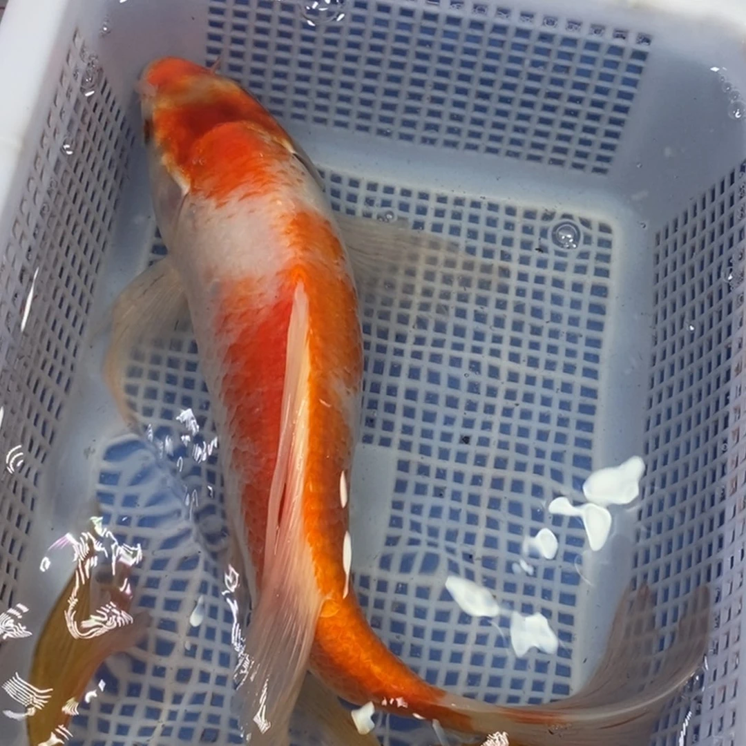 锦鲤冷水锦鲤包邮