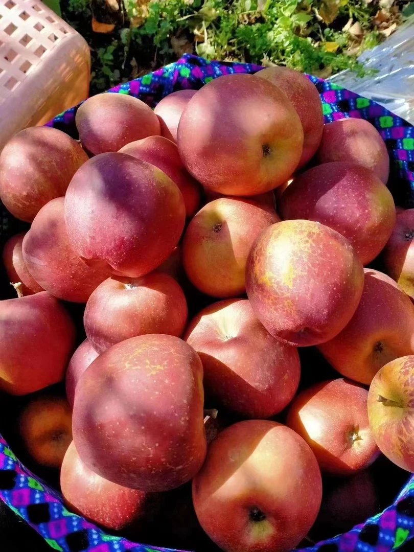 云南昭通丑苹果苹果新鲜原生态甜脆5/9斤现摘现发包邮