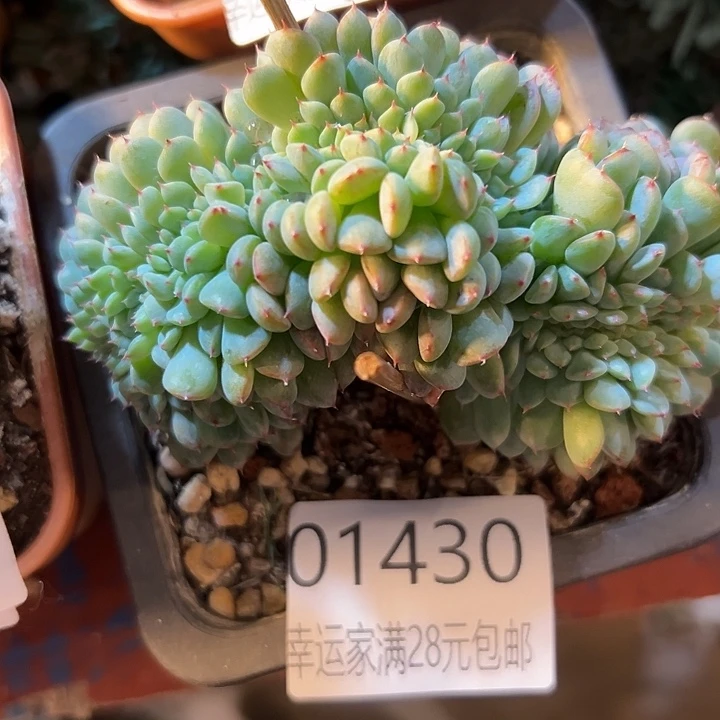 幸运的是我还没遇到幸运