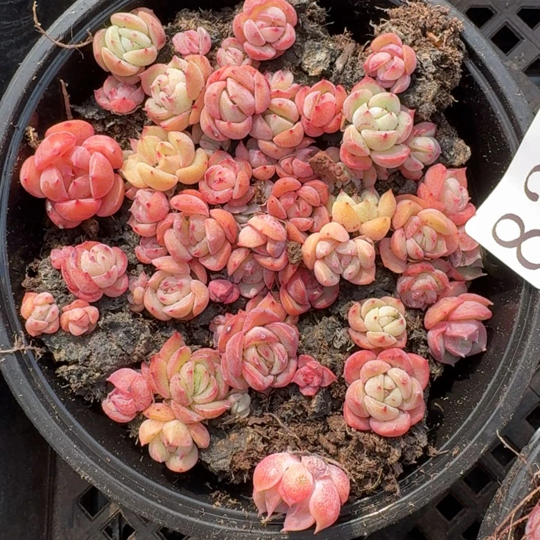 多肉植物多肉植物822