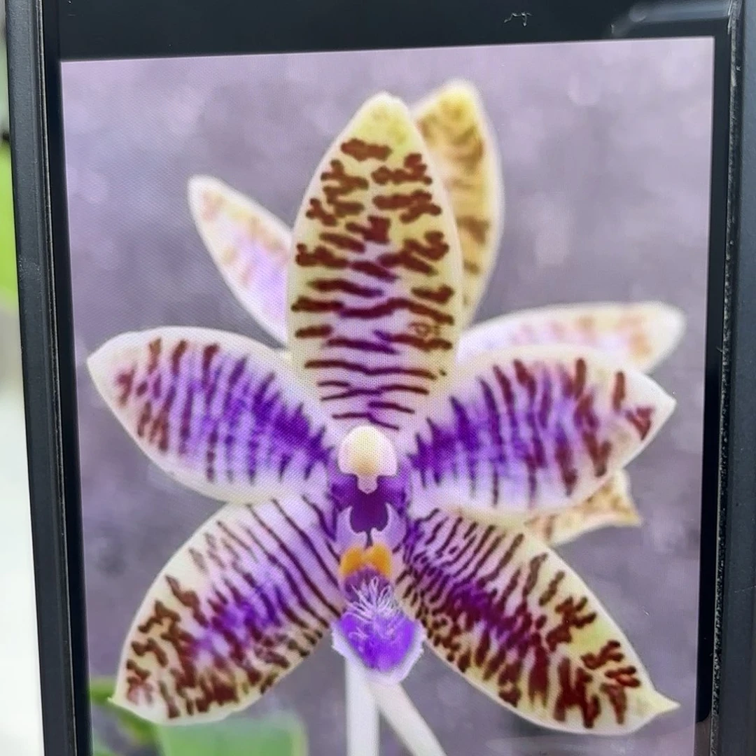 当前无花栽培后可以开花蓝路德高芽