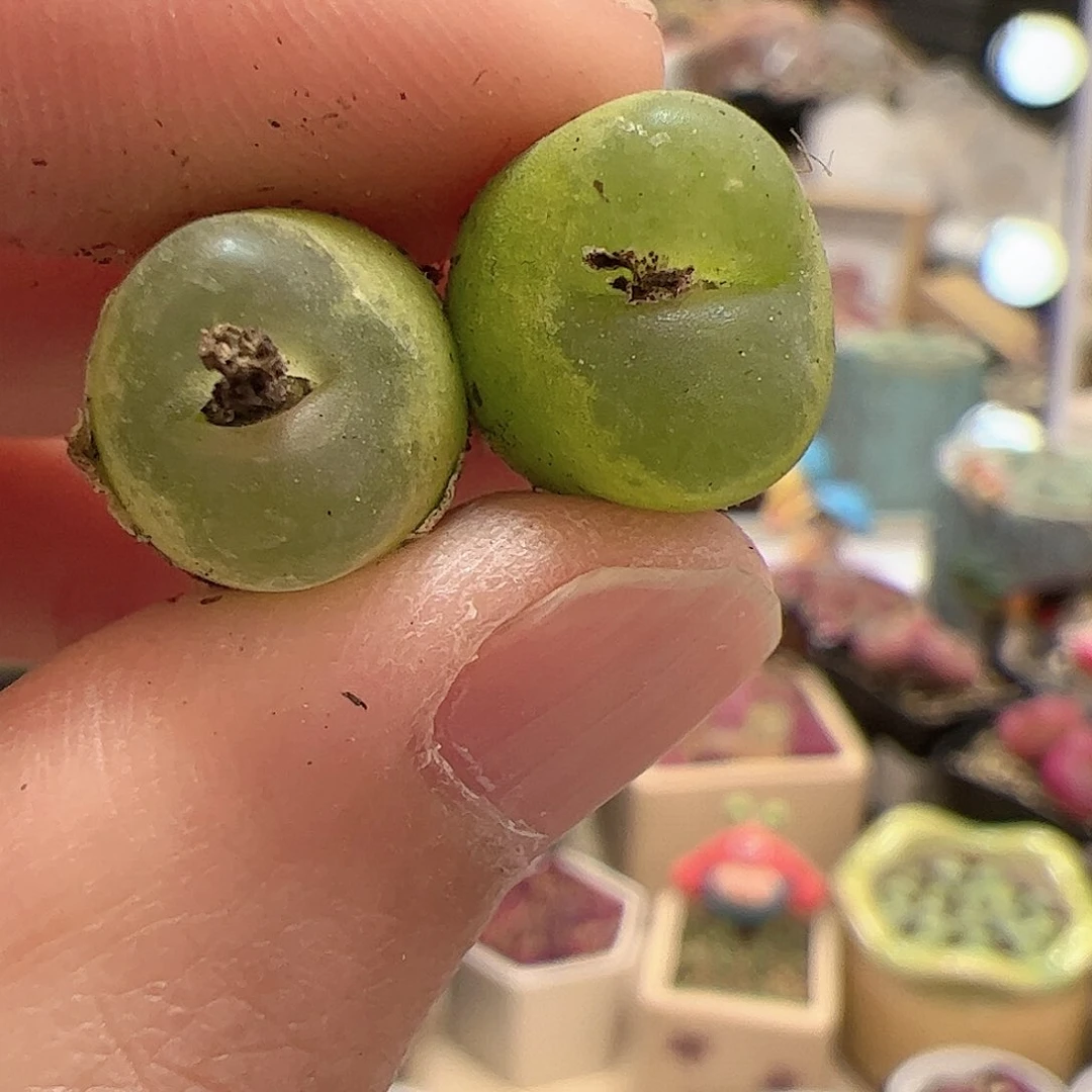 【闪购商品】?*蕖305 o泡