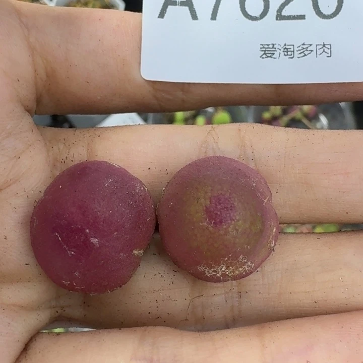7620 微瑕 生石花和肉锥