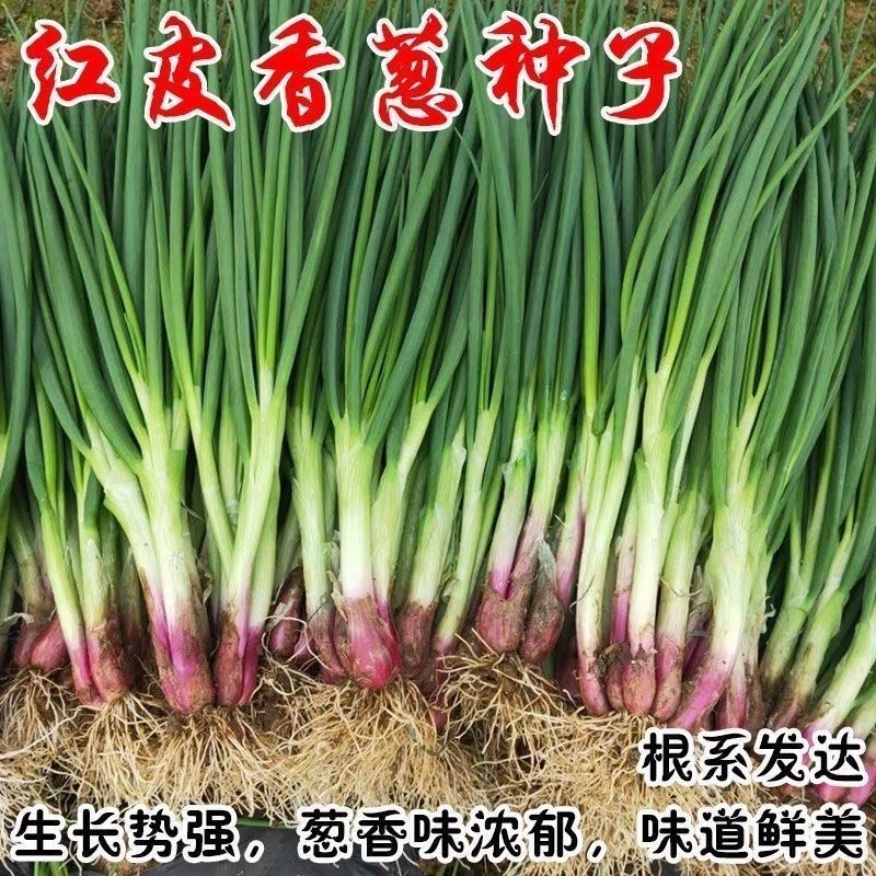 【红皮大葱种子】四季种植盆栽地栽阳台小院种植