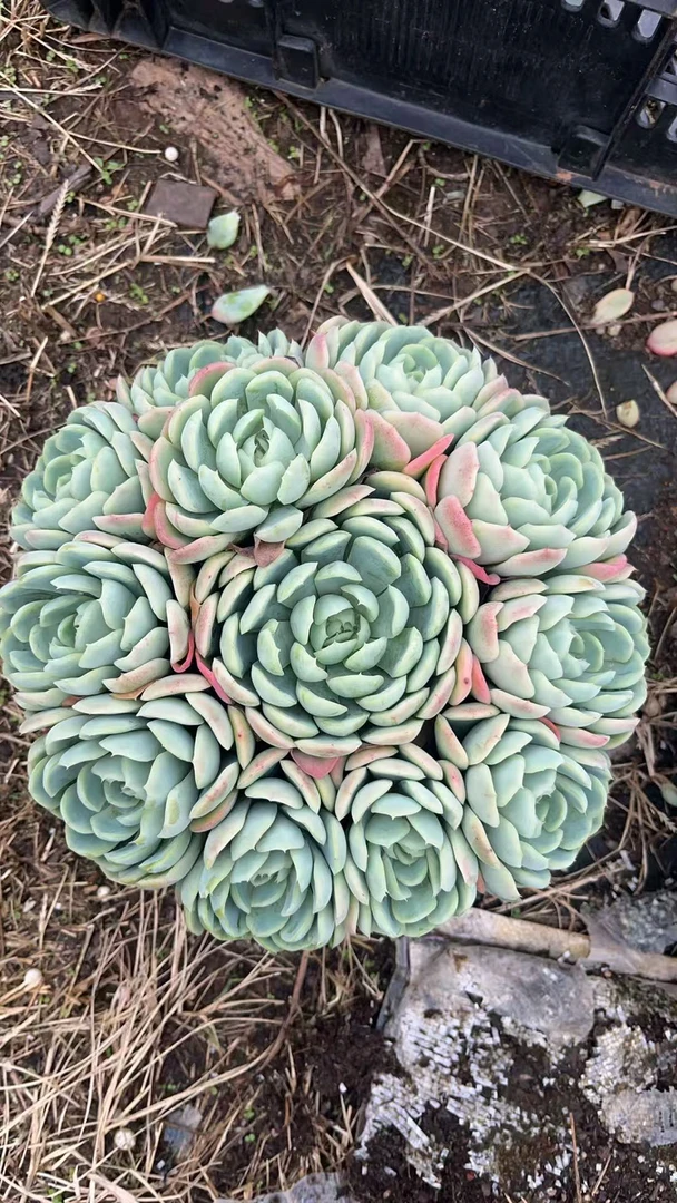 香香贝瑞 多肉植物绿植  鲜花盆栽基地 源头栽种易活