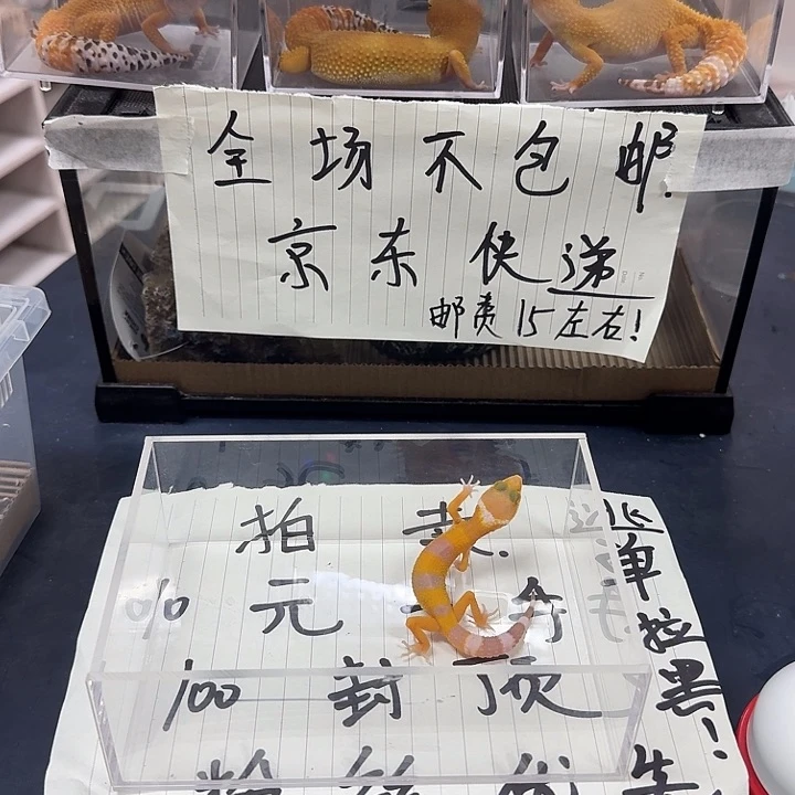 豹纹守宫好吃呢粉嫩粉嫩
