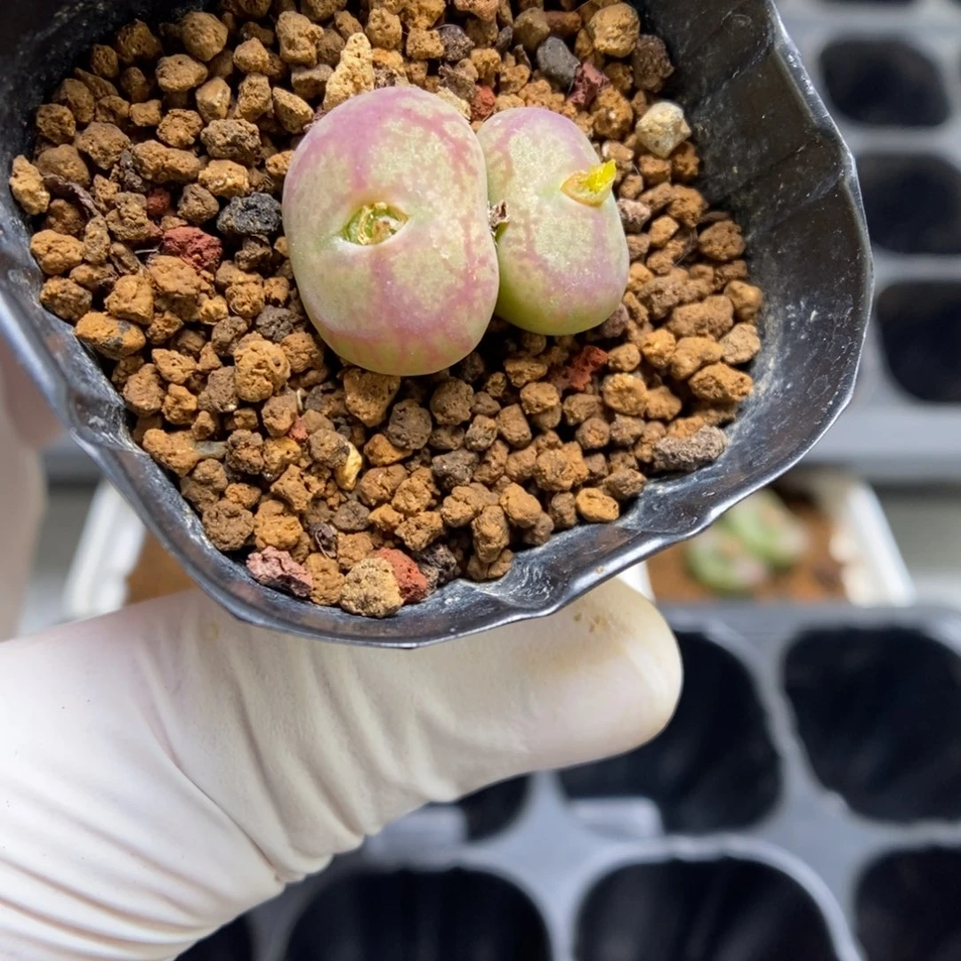 多肉植物肉锥杂交K-4382