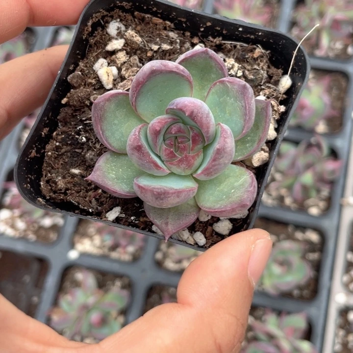 宽叶惊鸿随机发满18包邮