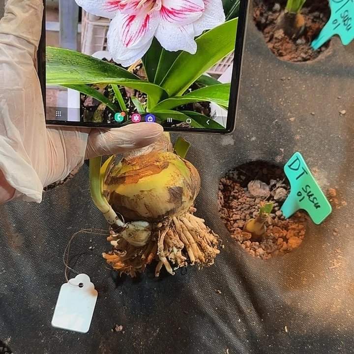 越南朱白兰地 2.4厘米 可寄养