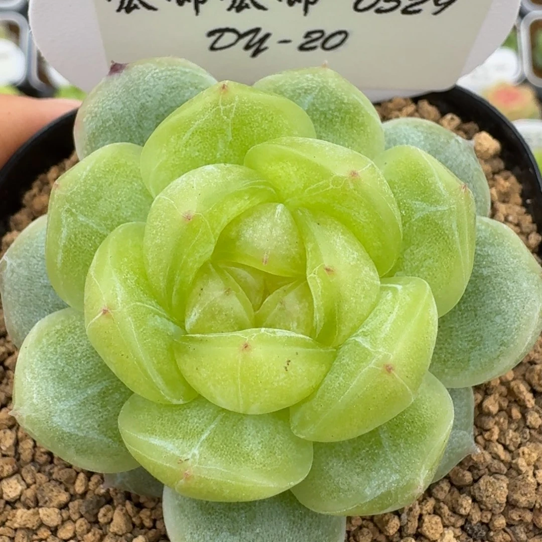 0529-020-追月单头