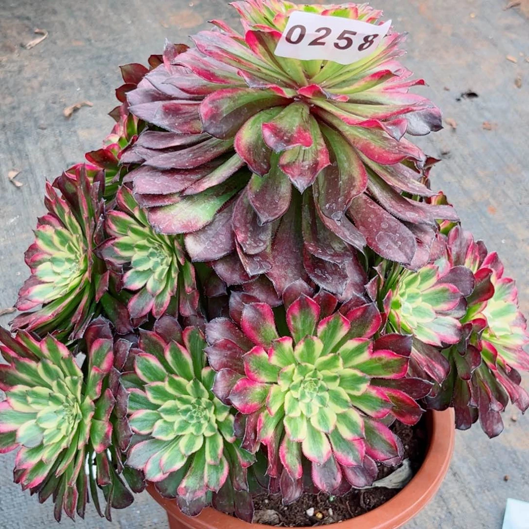 紫薇变异不售后多肉特价