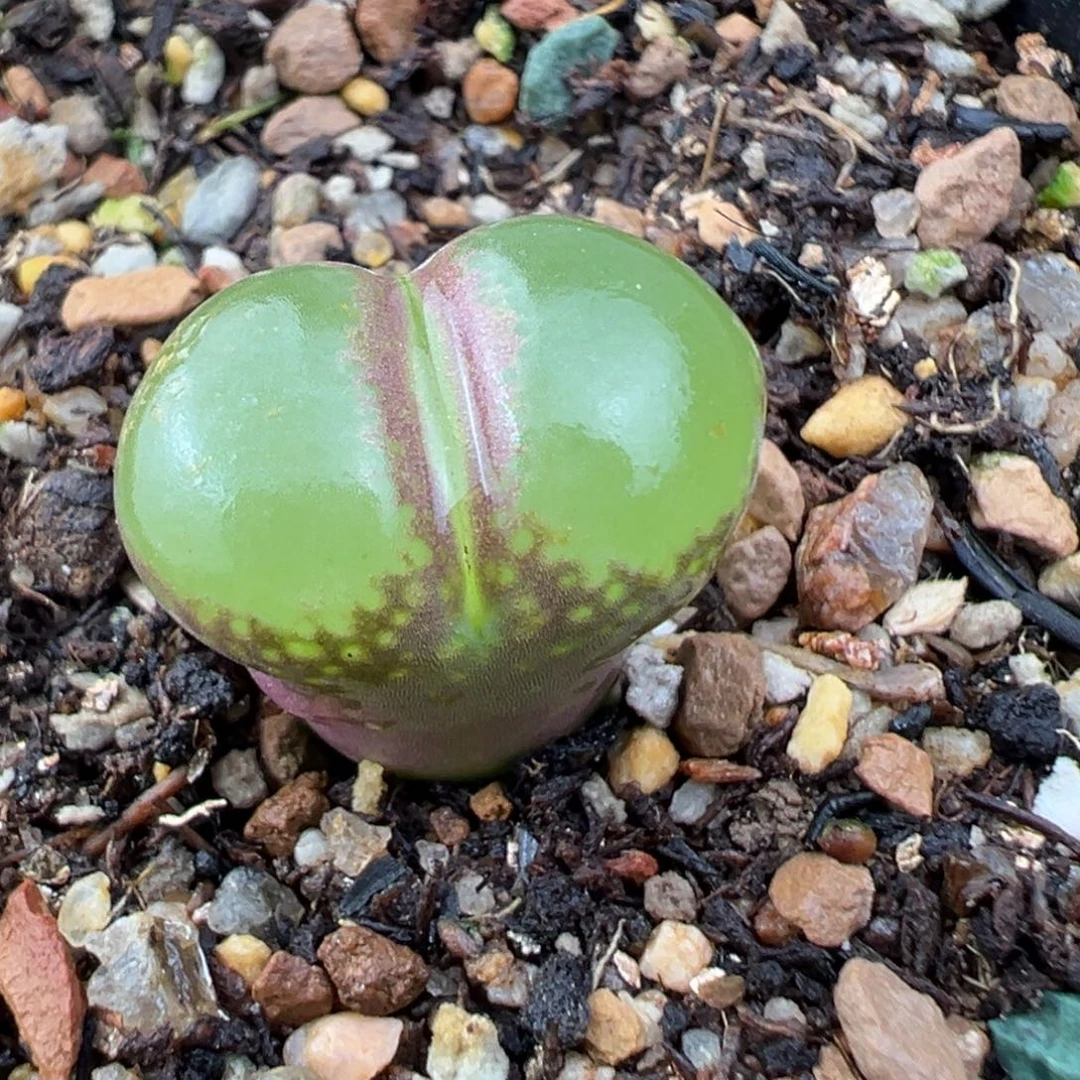 12.1好看的多肉脱土发货832