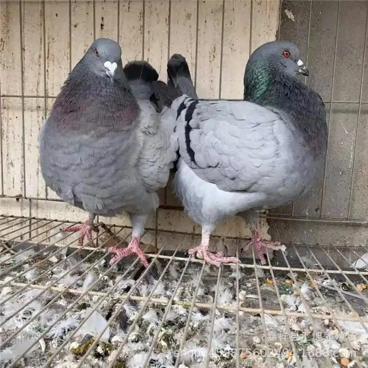 灰元宝鸽 可生鲜可以观赏 （直播间实物为准专属链接）