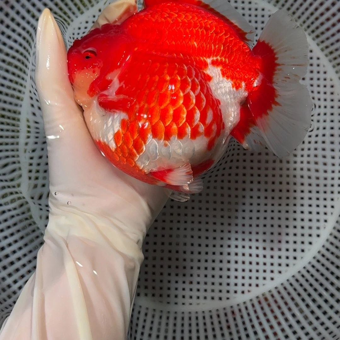 金鱼精品高货短尾将军狮子