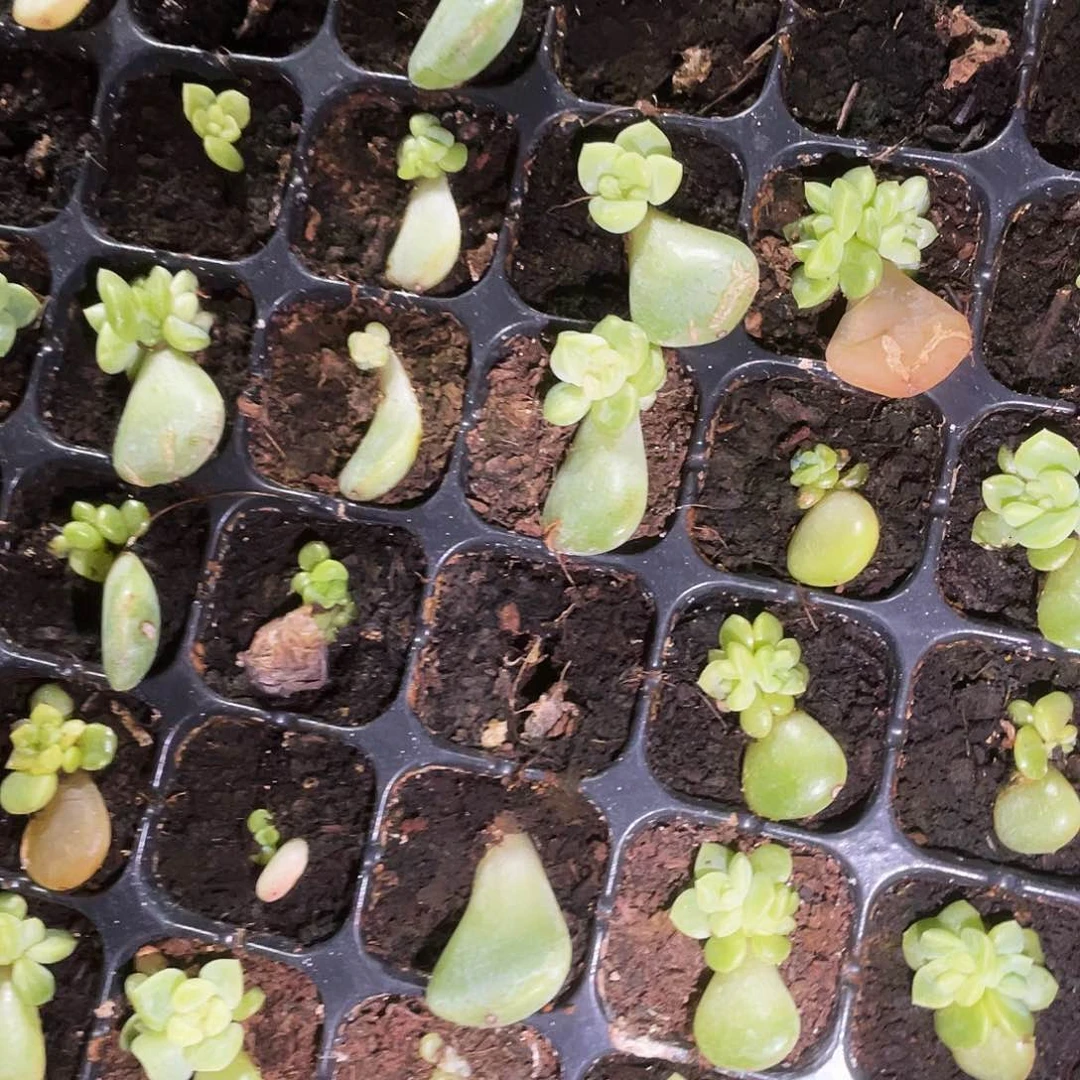 T0 小中苗穴一个满25包邮