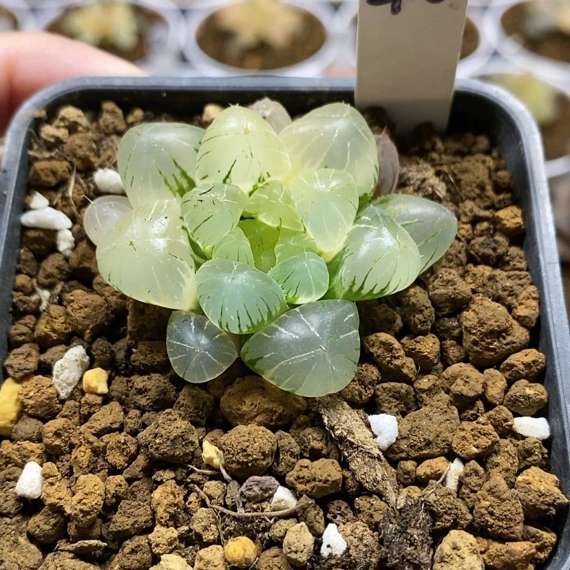 【闪购商品】40孙氏冰灯