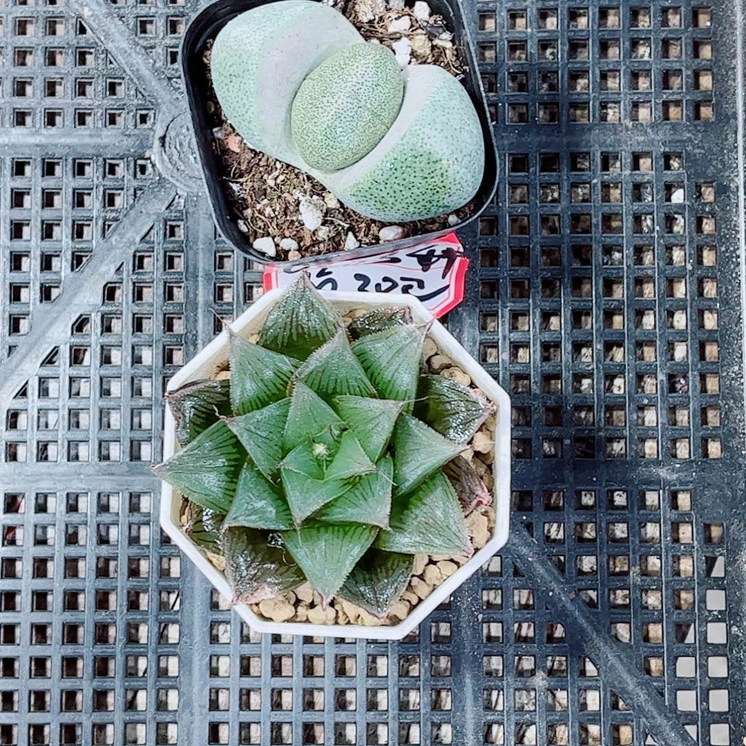 元宝栽种实生寿玉露