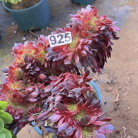 独**风多肉植物一个