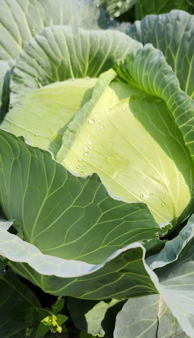 四川农家新鲜包包菜卷心菜包心菜