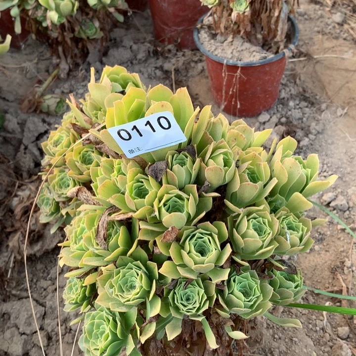0110绿玫瑰手捧3号北头地载