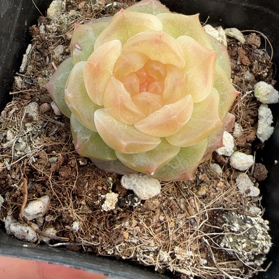 多肉小卡拉米糖心一物一拍