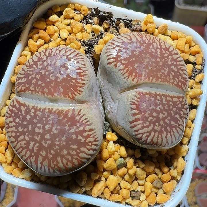 生石花3:。紫折。 99号