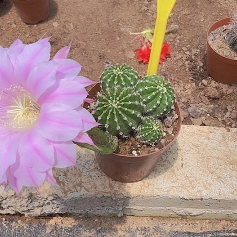 爱**好仙人掌彩草5238摘花脱土发货