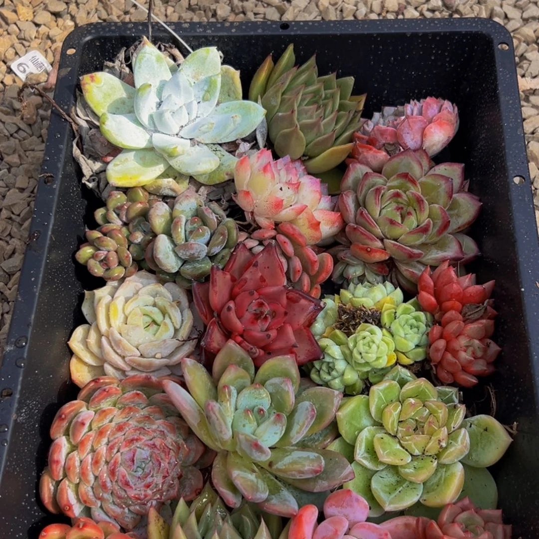 843最惺惺相惜出差出改革规划