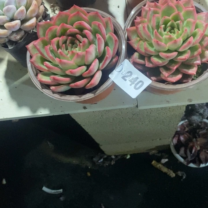 落***秋240佛罗多肉植物2颗