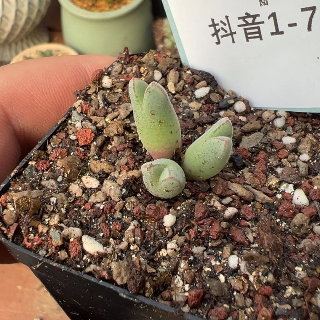 珠***^1-76肉锥多肉植物