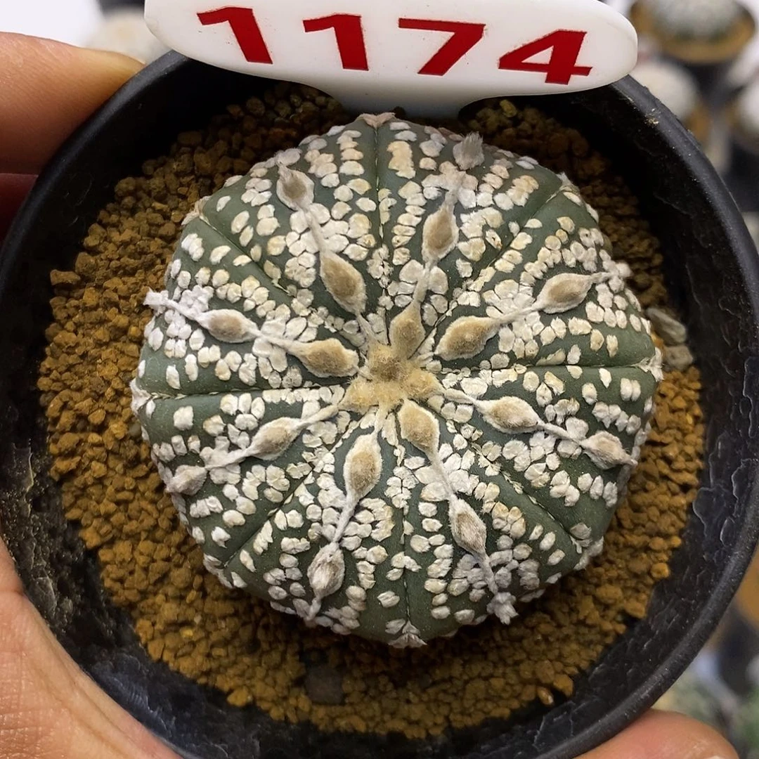 1174福利特价来了哦耶