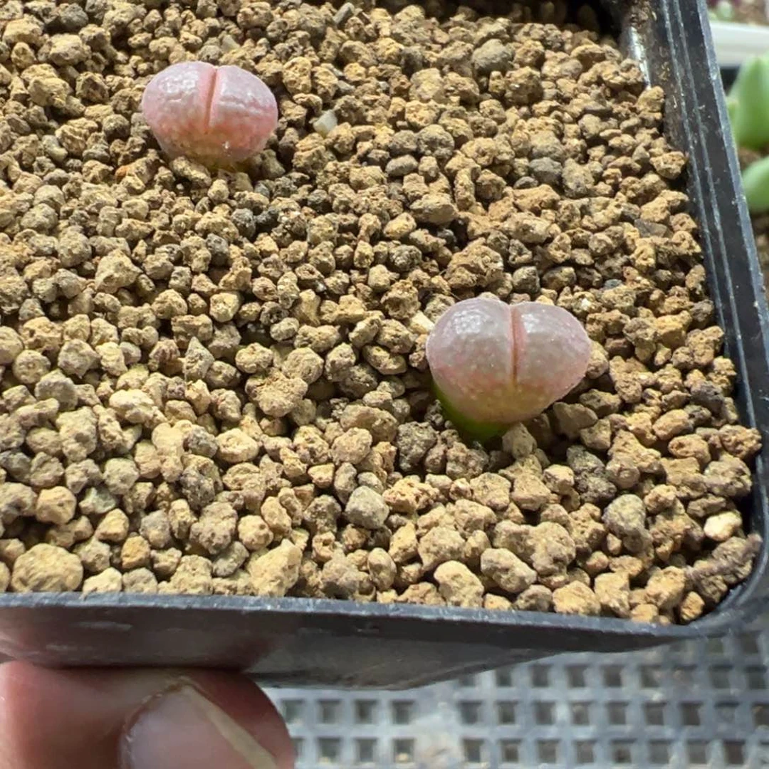 30-10量拍德系白花c10风铃一颗