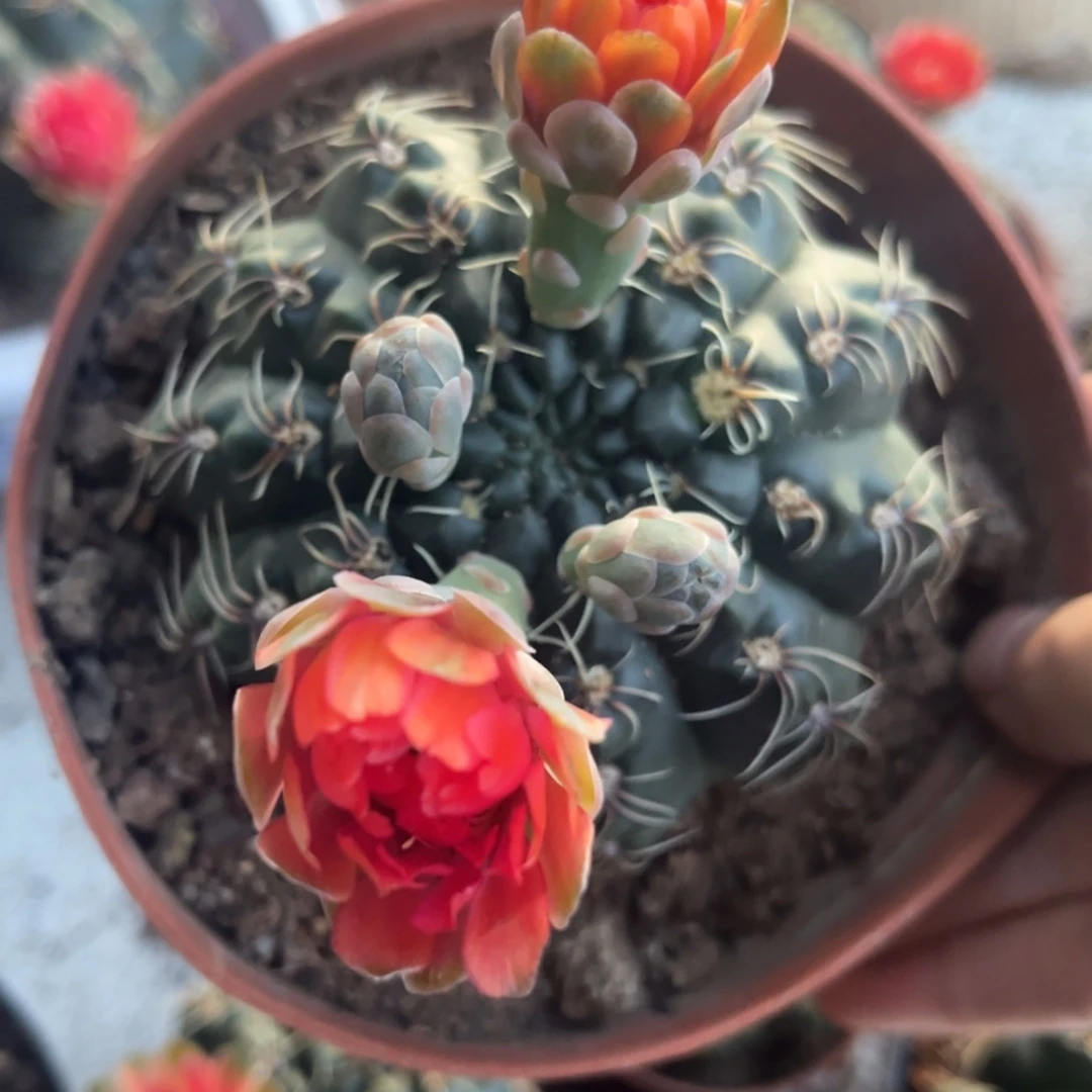 花***子实生绯花玉仙人球6