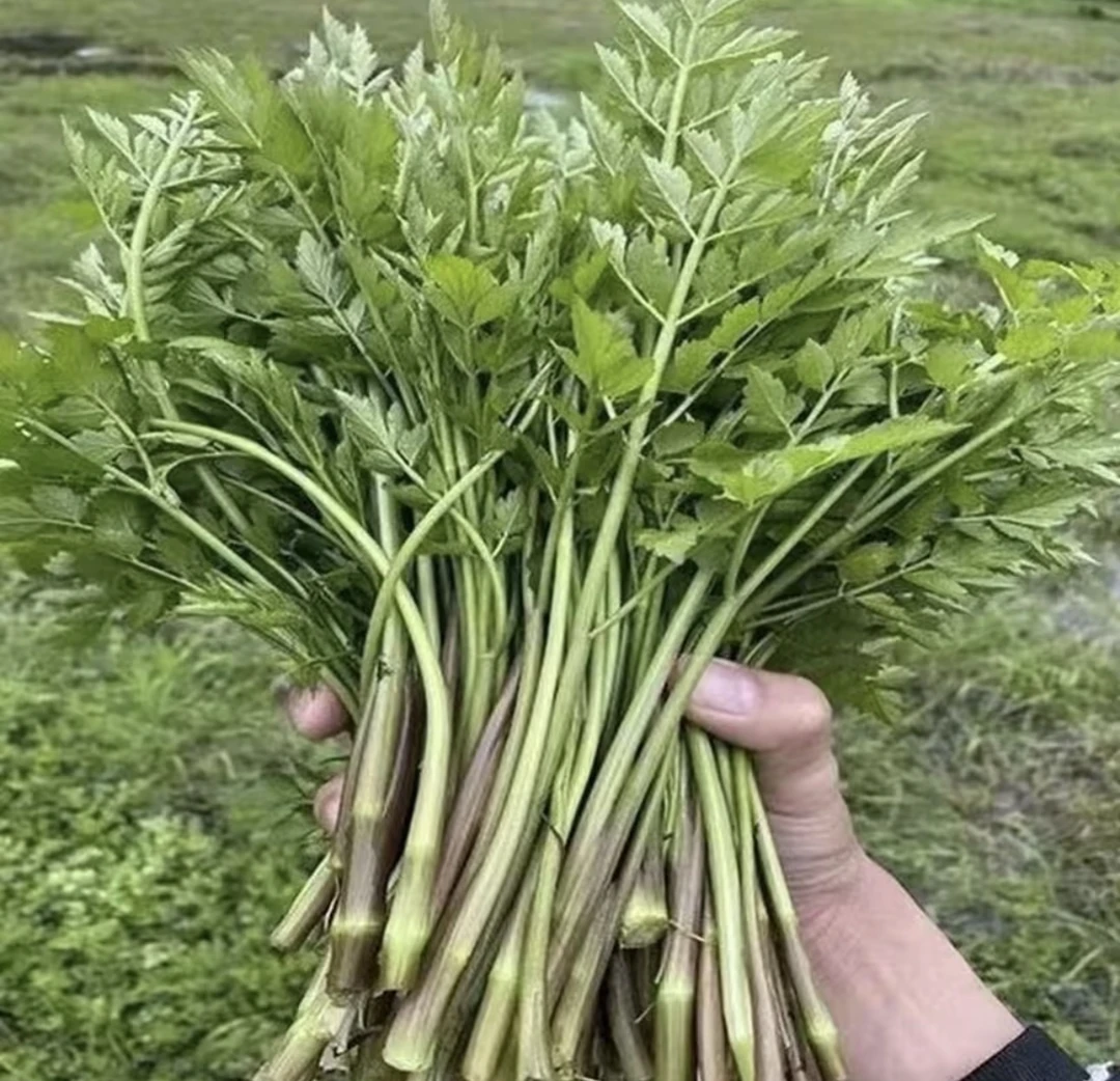 【大叶芹菜种子】香味浓郁芹菜种子四季播种蔬菜种子