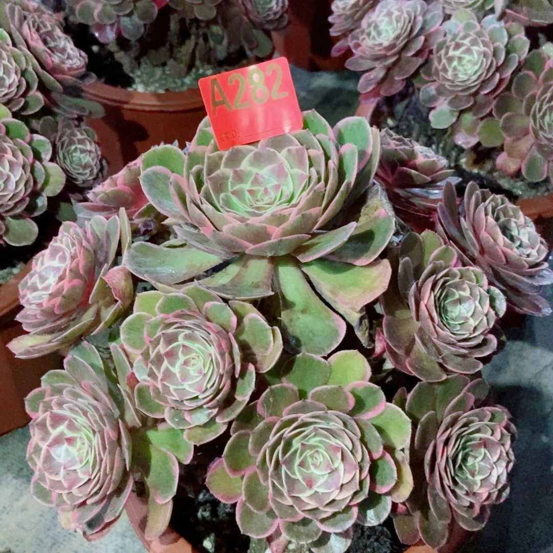 粉花妖282多肉11111