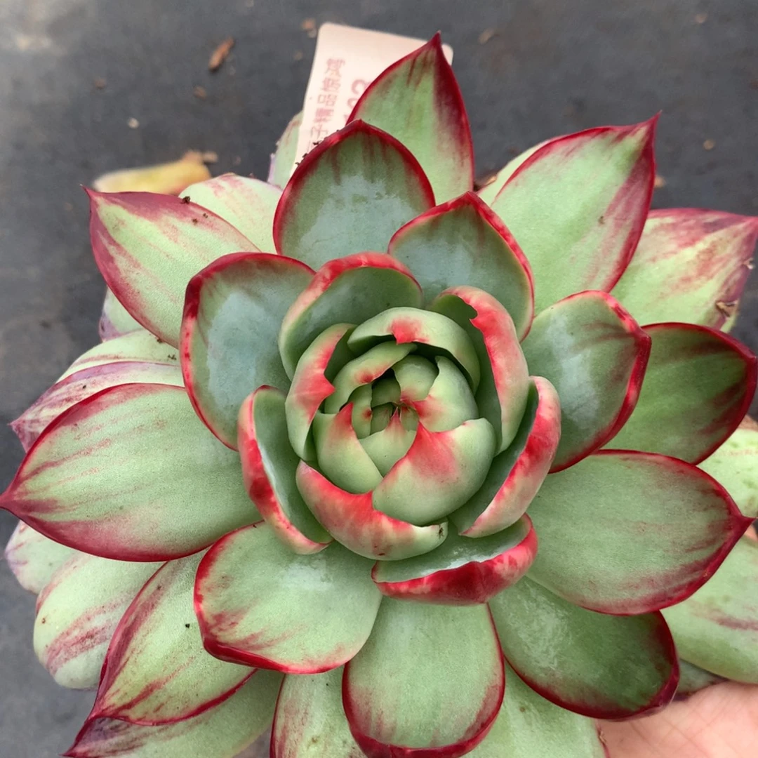 1133多肉植物惊鸿，17