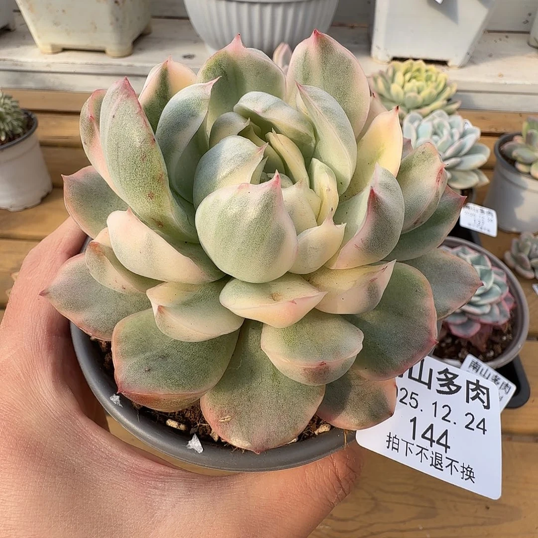 草莓蛋糕锦111224-144