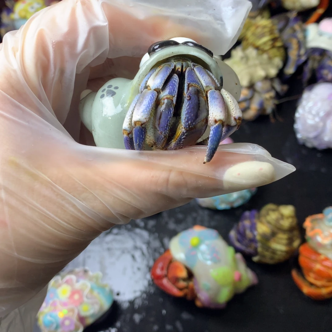 拍一会紫路不退不换